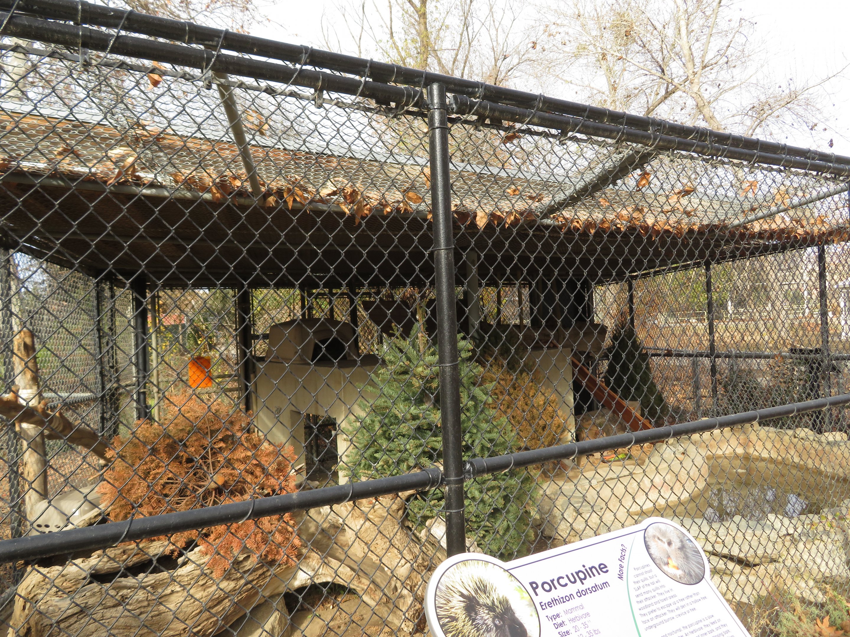 North American Porcupine Exhibit