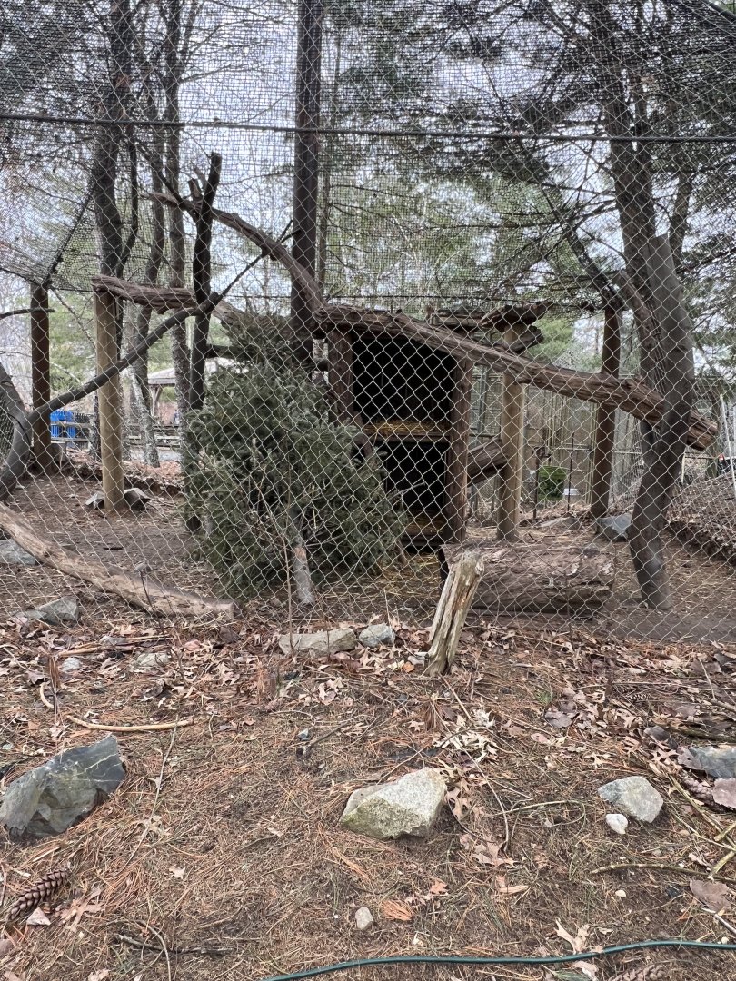 North American Porcupine Exhibit