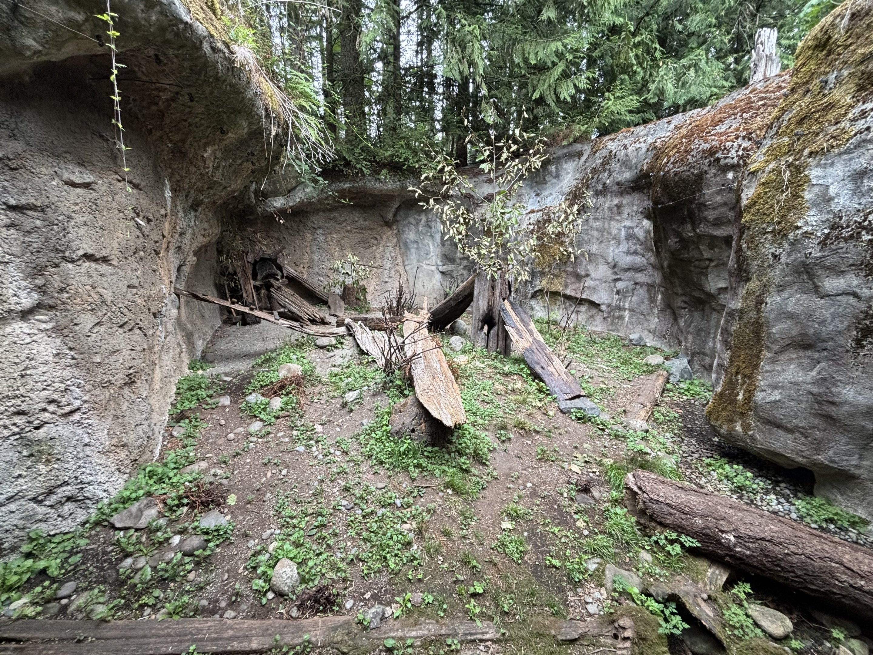 North American Porcupine Exhibit