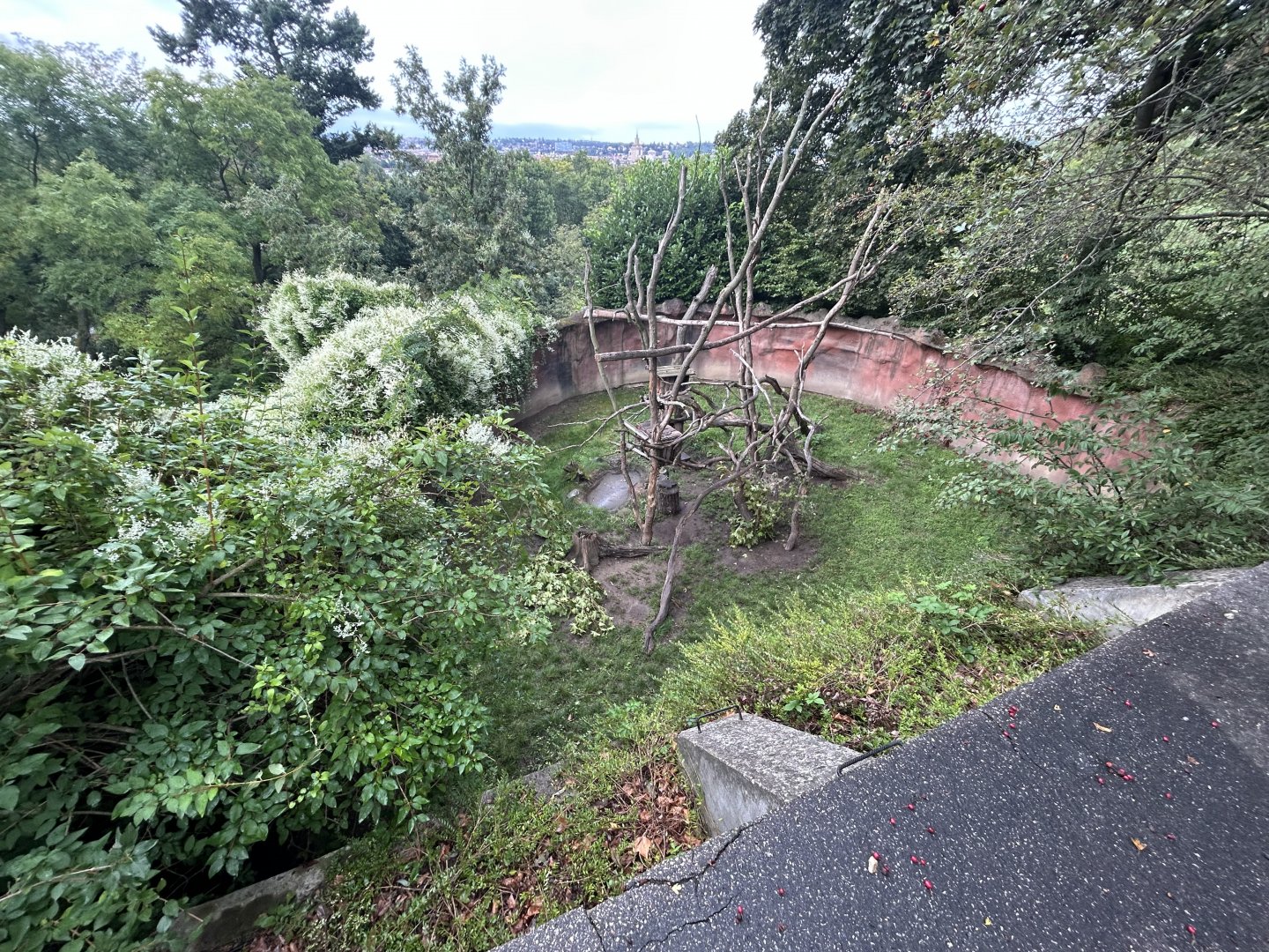 North American Porcupine Exhibit