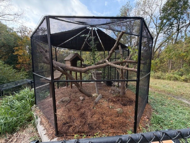 north american porcupine exhibit