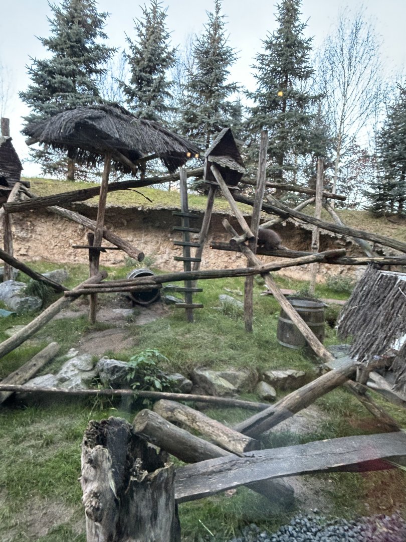 North American porcupine exhibit