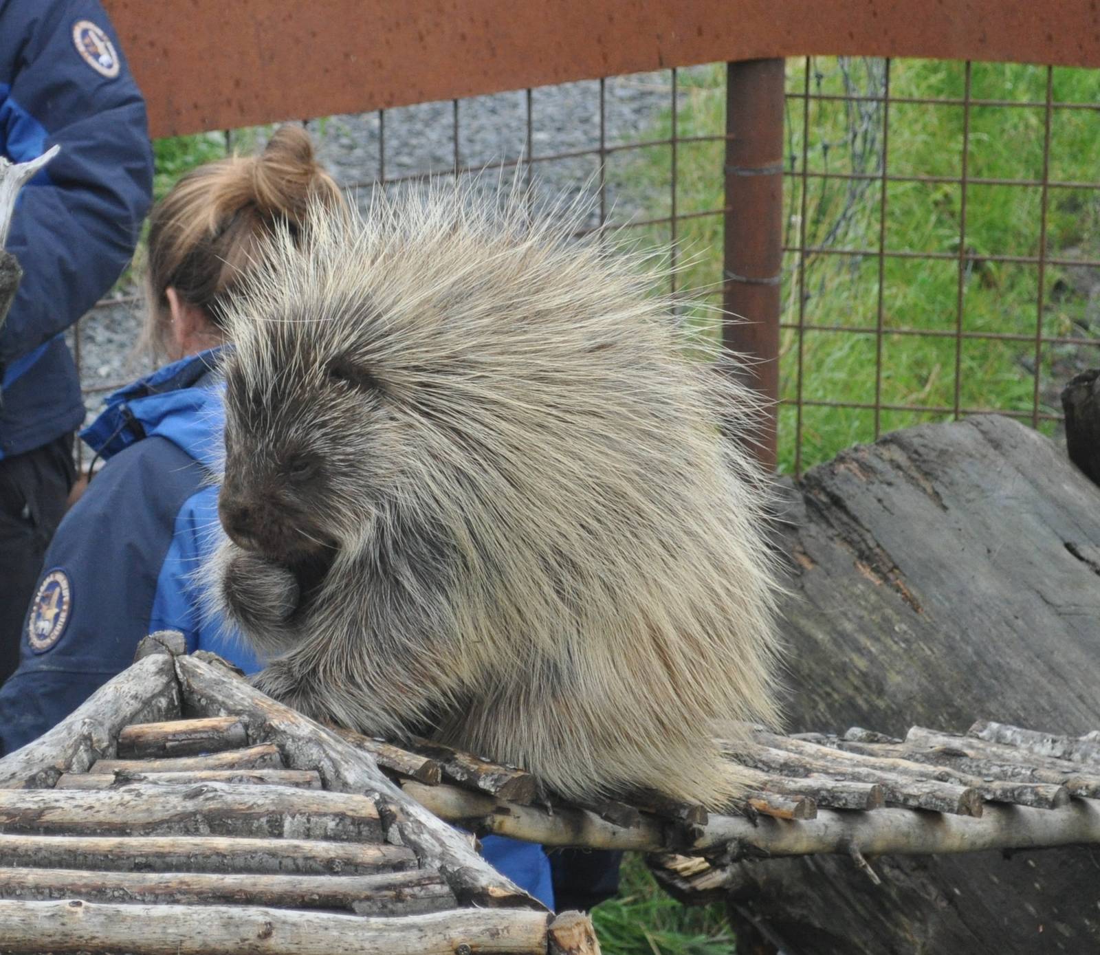 North American Porcupine following Keeper Talk.