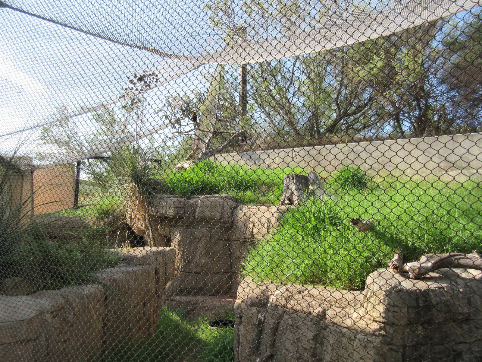 North American Porcupine/Harris' Hawk Exhibit (Viewing Area #3)