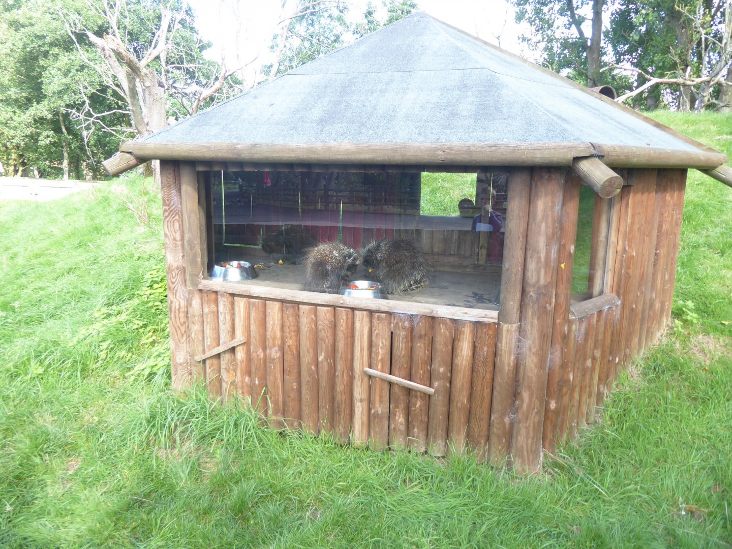 North American porcupine housing 040817