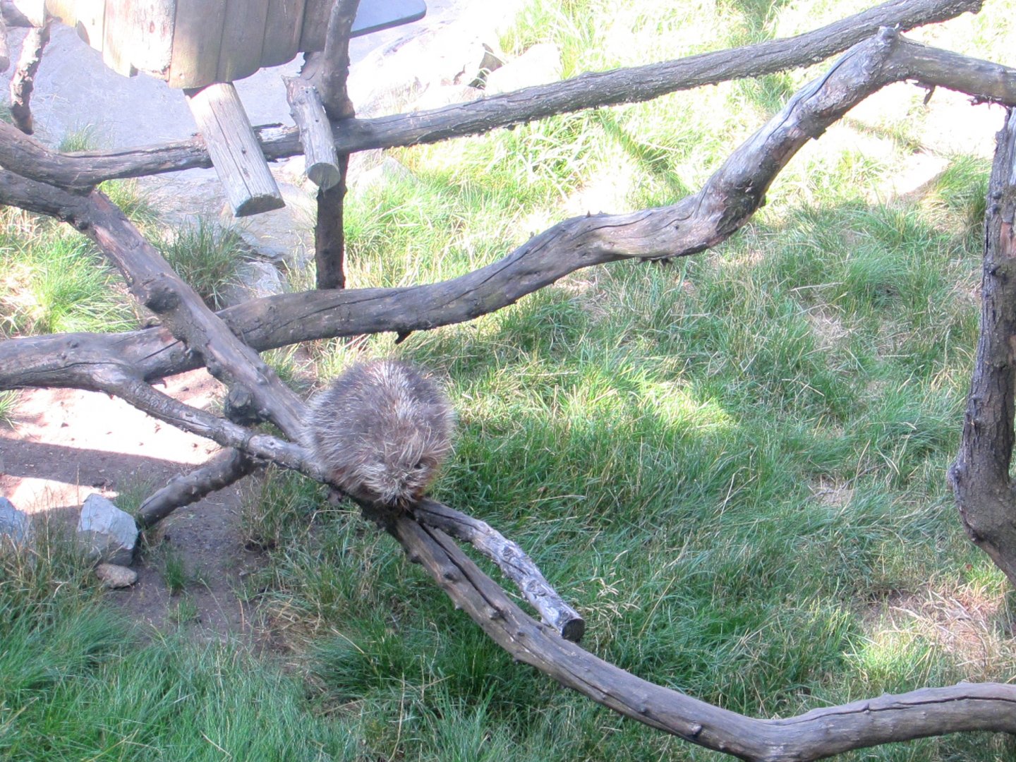 North American Porcupine - July/2017