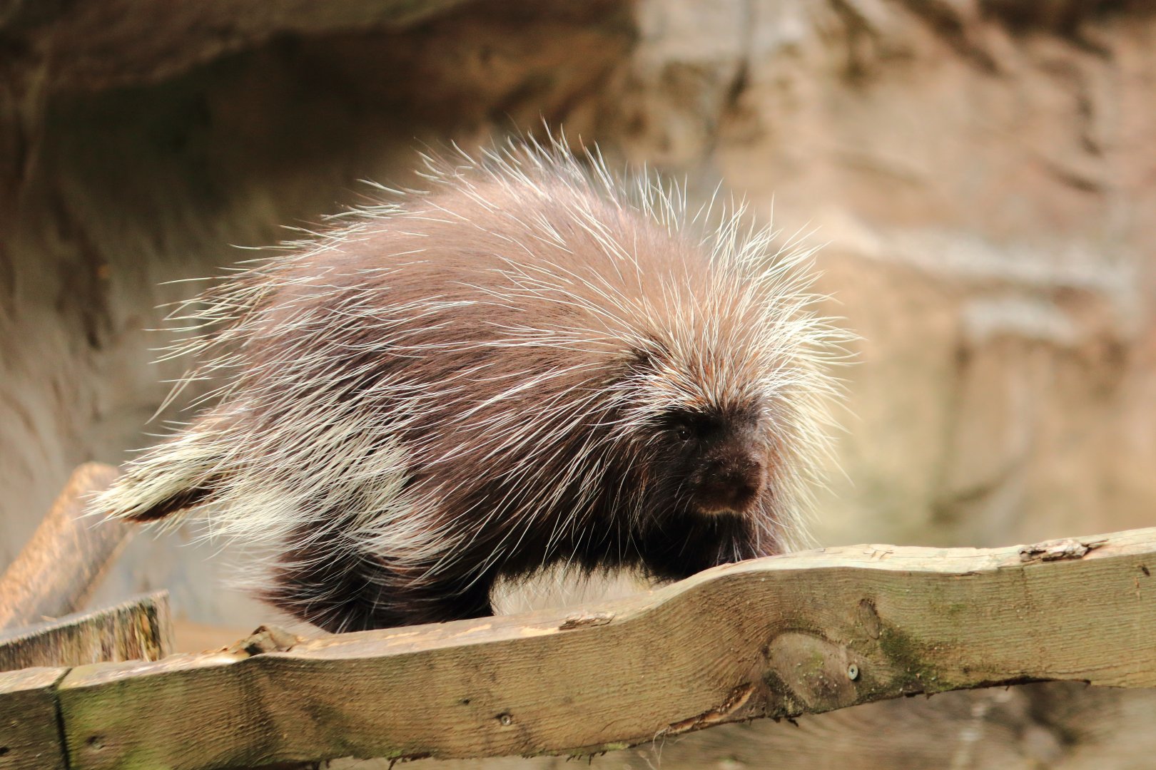 North American porcupine (July 2020)