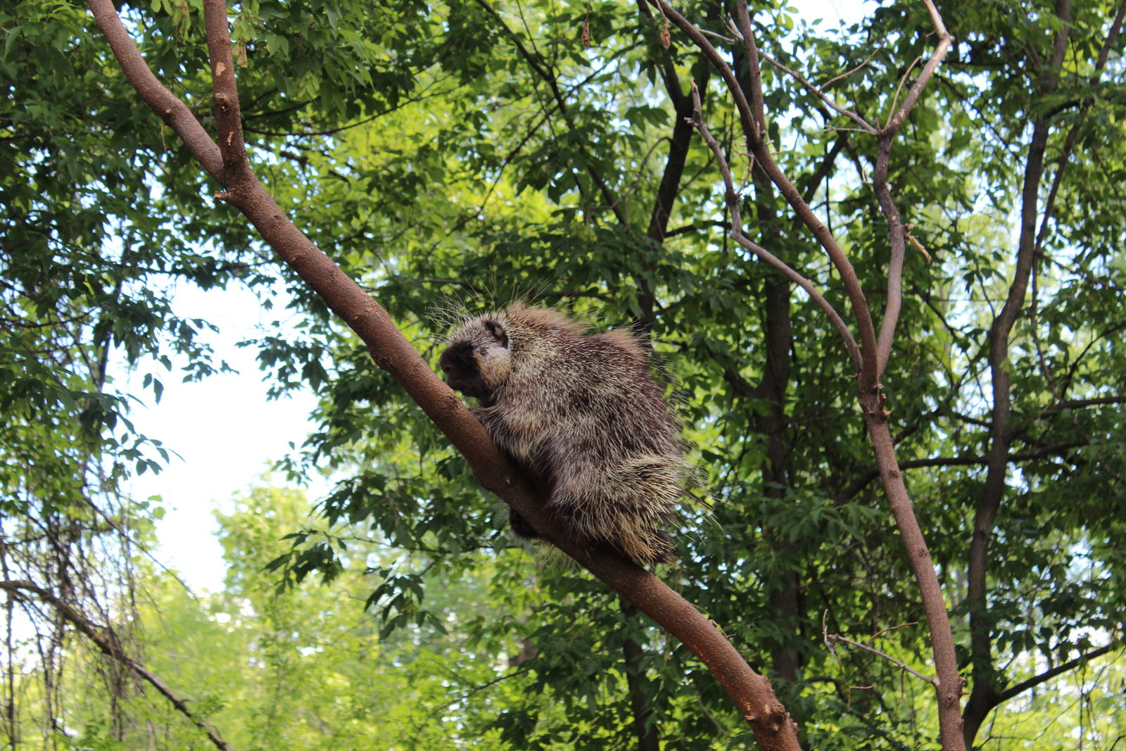 North American Porcupine - June 2016