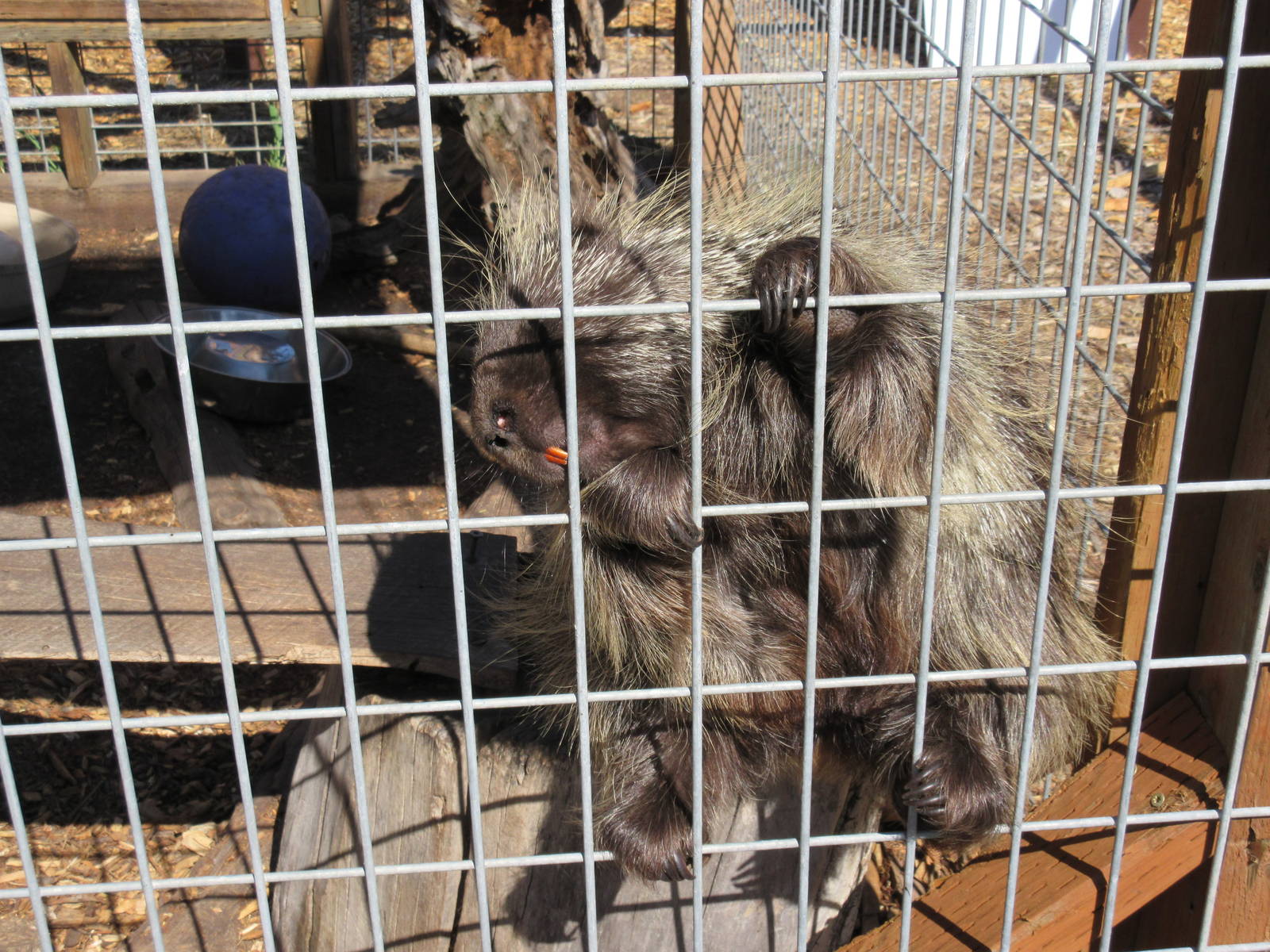 North American Porcupine - Let Me Out!