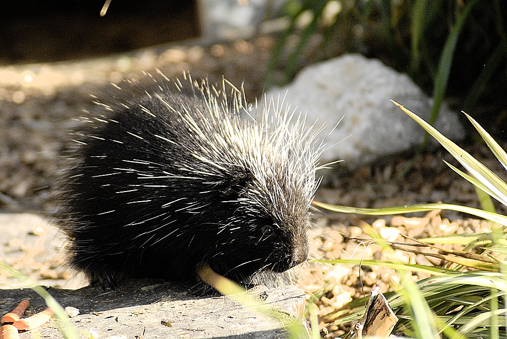 North American Porcupine - Longleat 2024