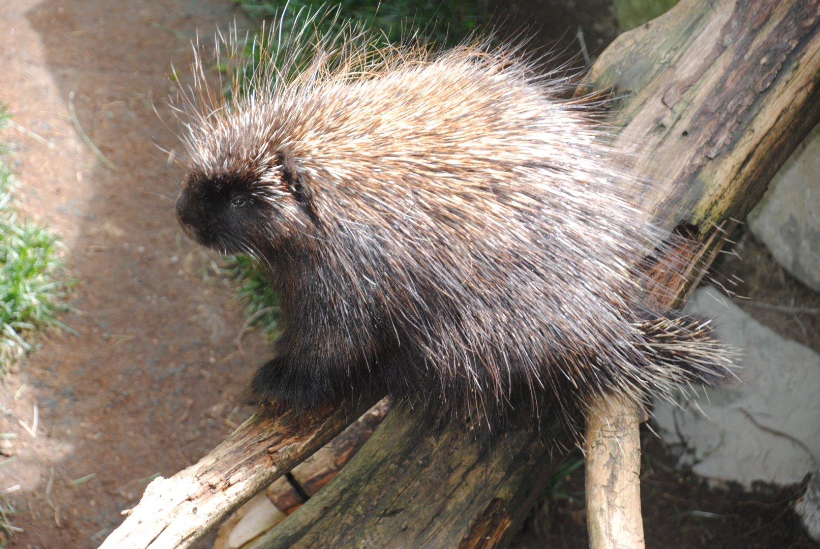 North American Porcupine (Mixed Forest section)