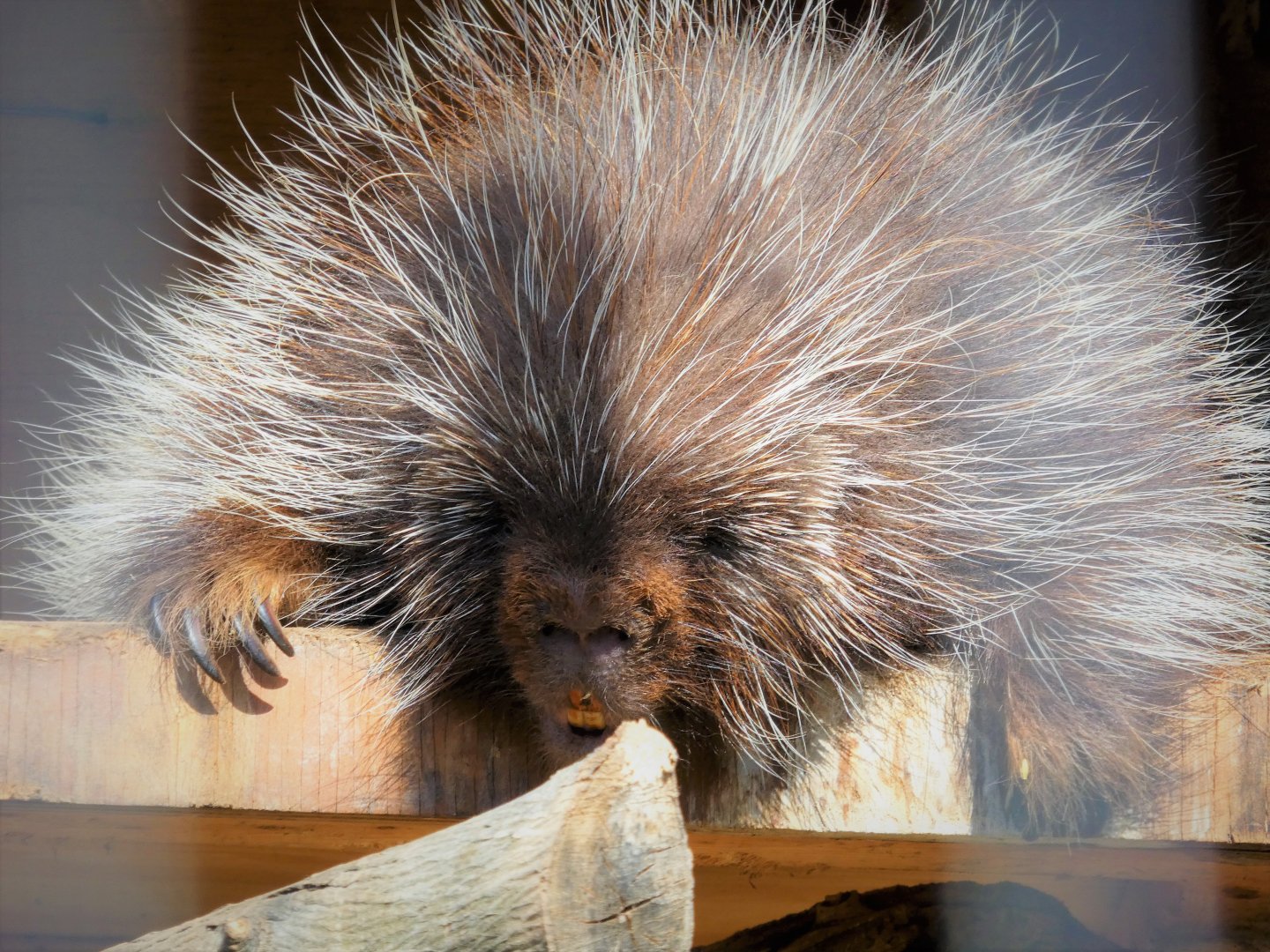 North American Porcupine - Peanut