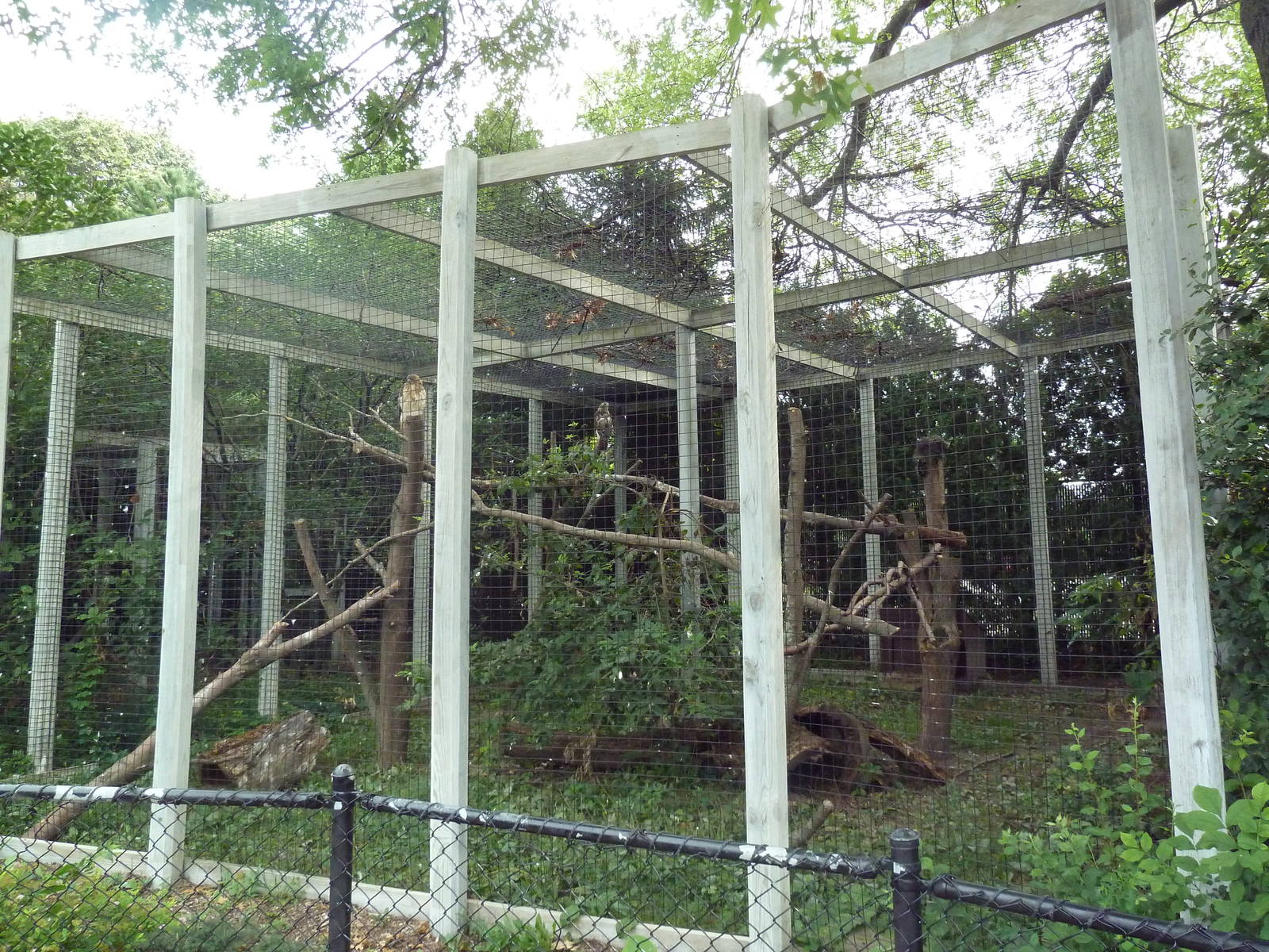 North American Porcupine/Red-Tailed Hawk Exhibit
