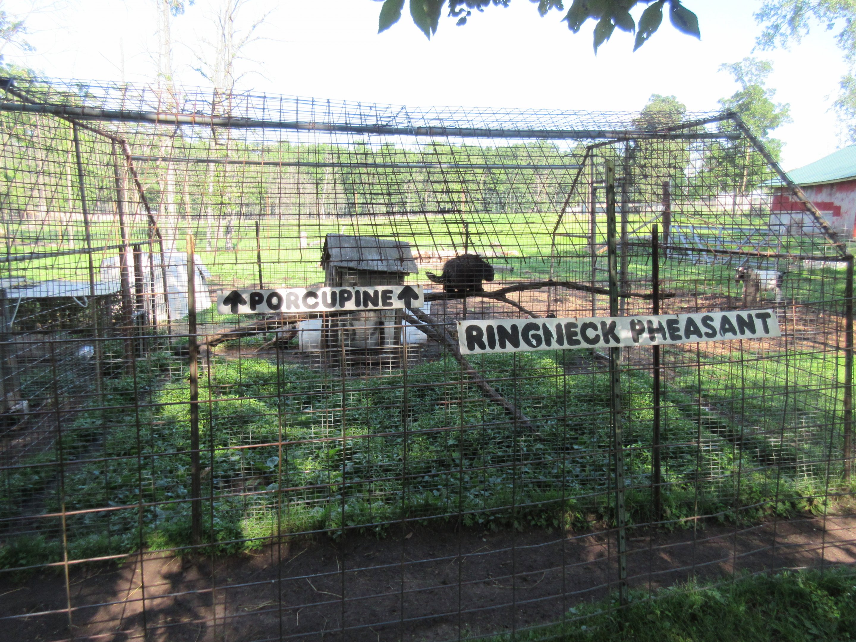 North American Porcupine/Ring-necked Pheasant Exhibit