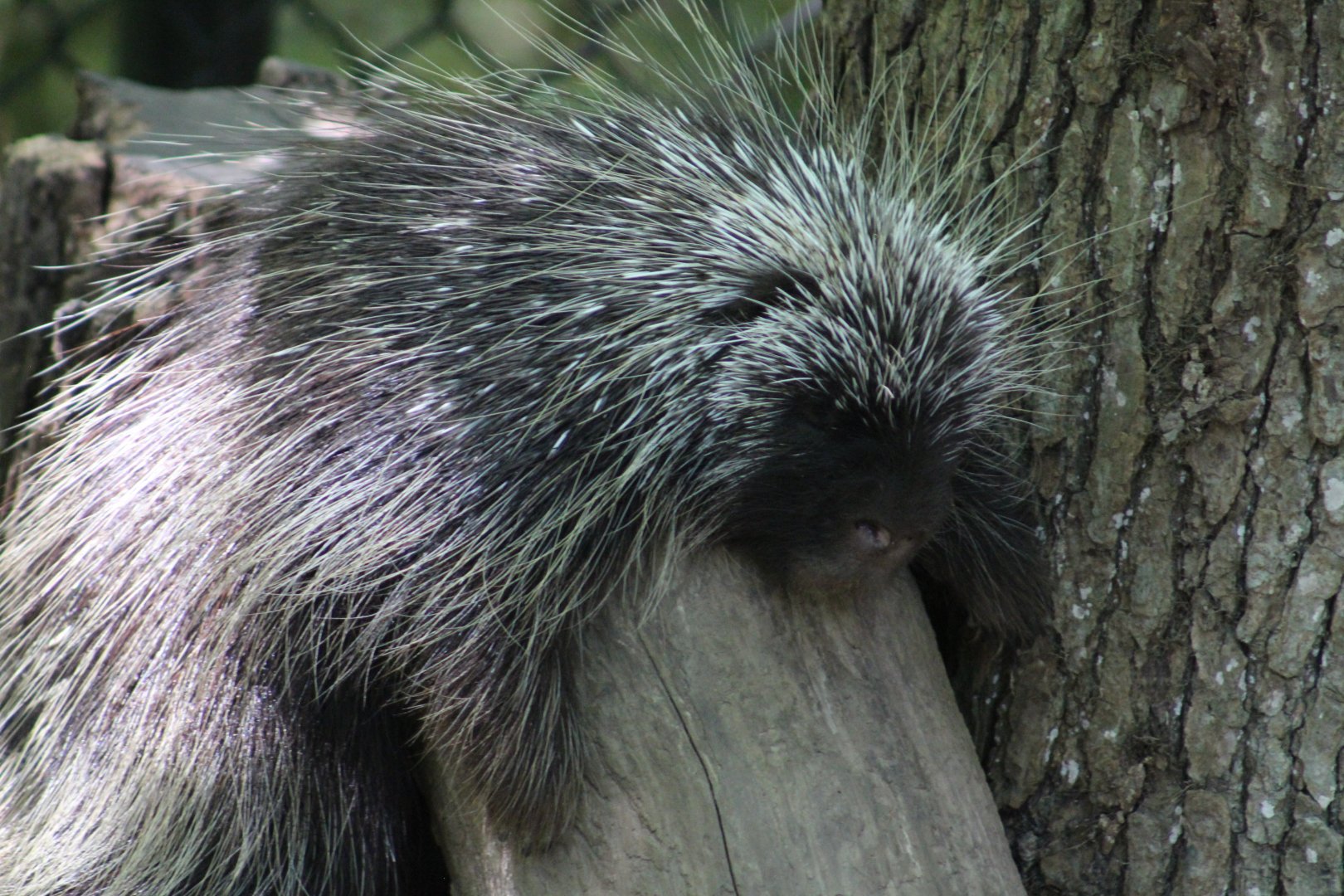 North American Porcupine | Teton Trek