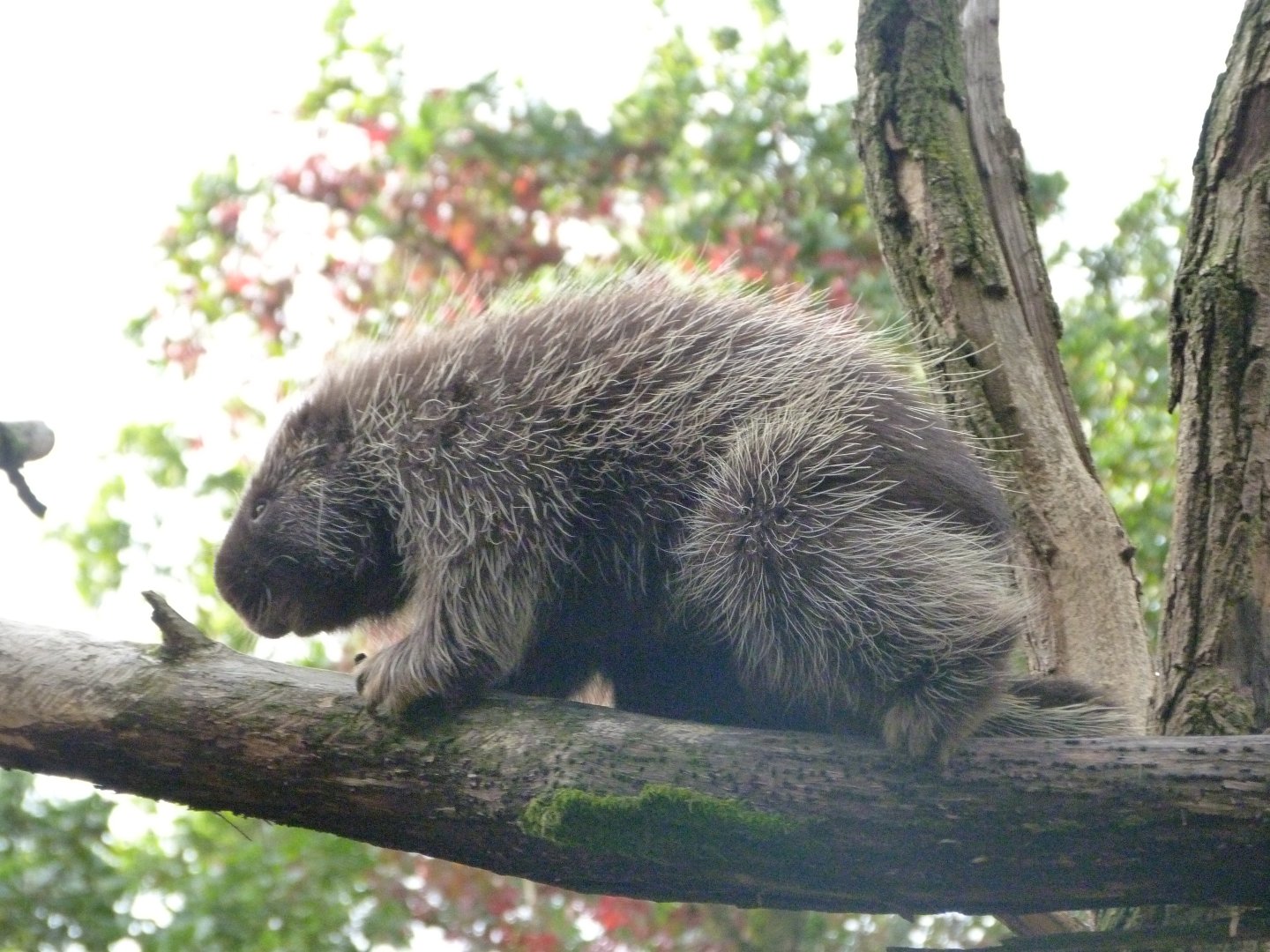 North American porcupine -Tierpark Berlin (2024)