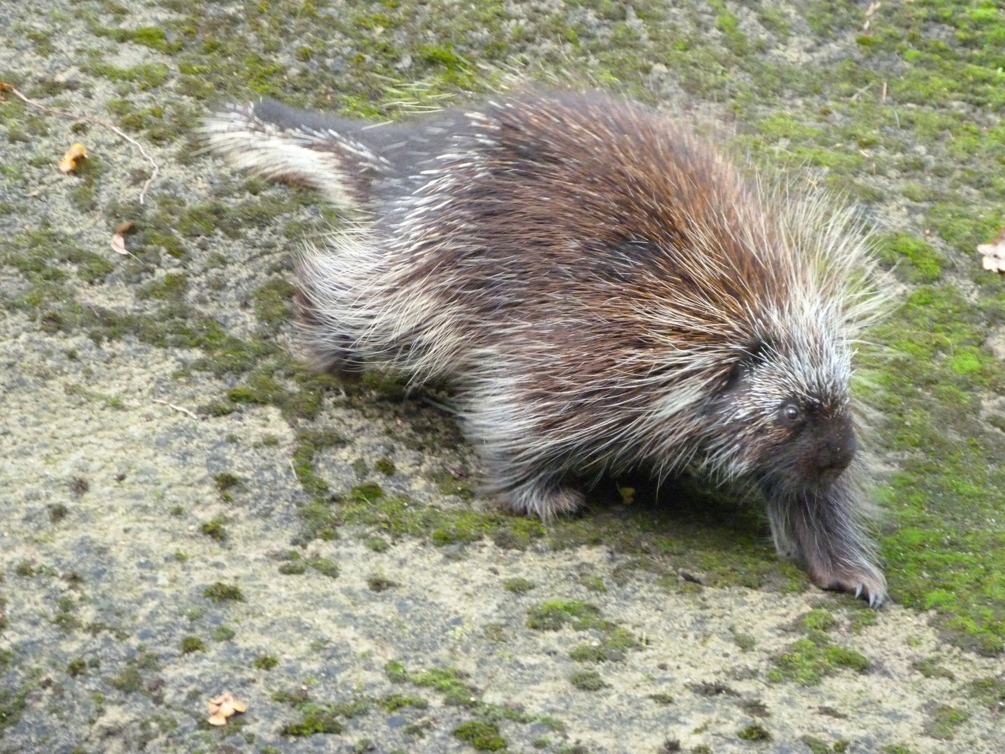 North American porcupine -Tierpark Berlin (2024)