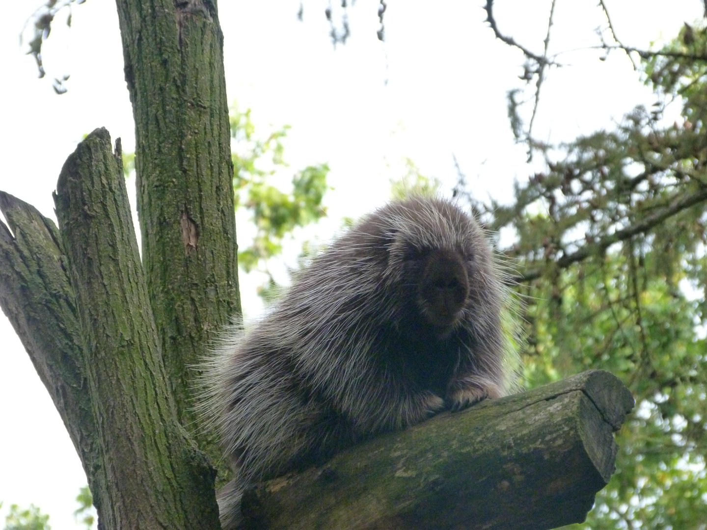 North American porcupine -Tierpark Berlin (2024)