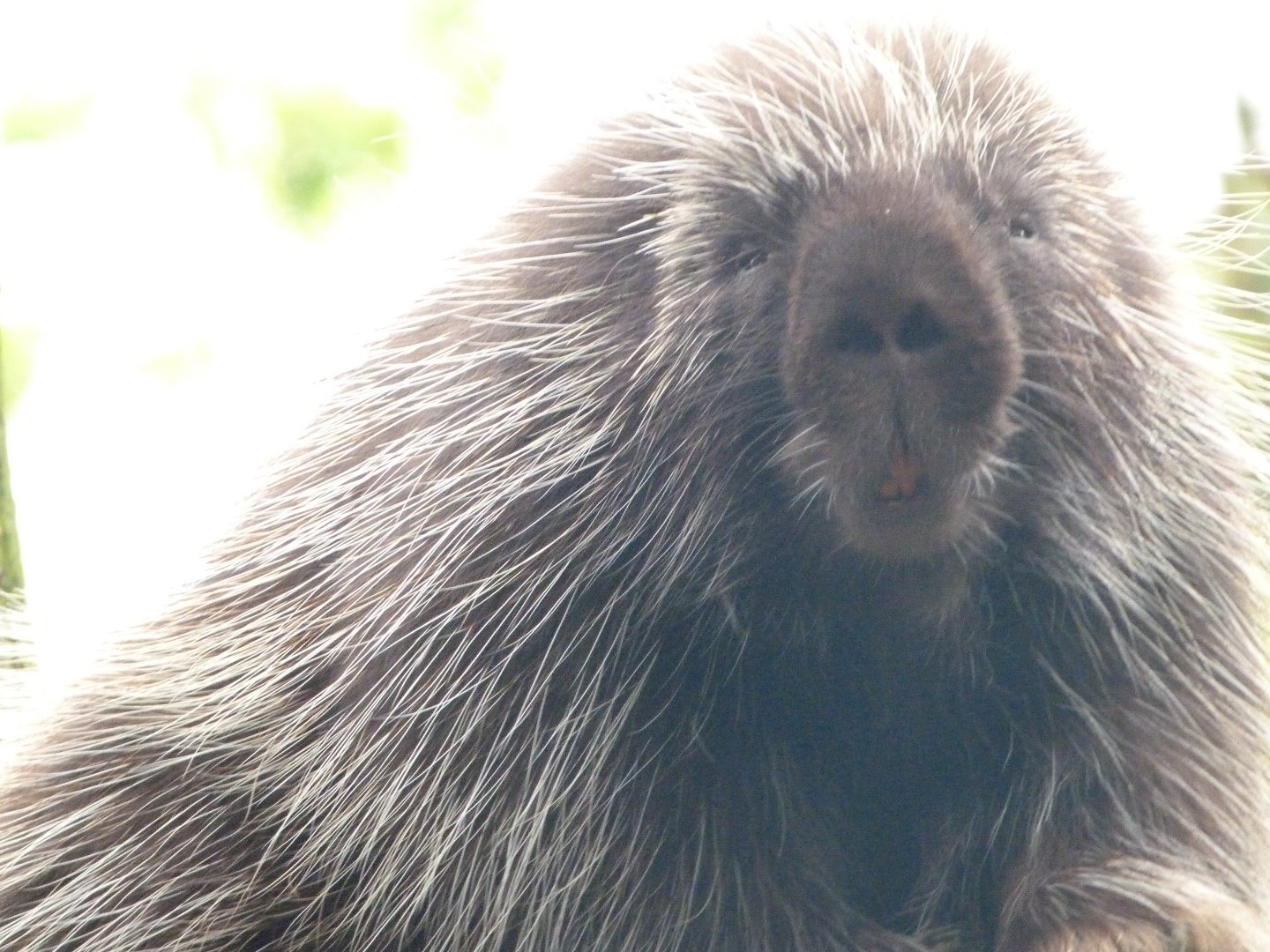 North American porcupine -Tierpark Berlin (2024)