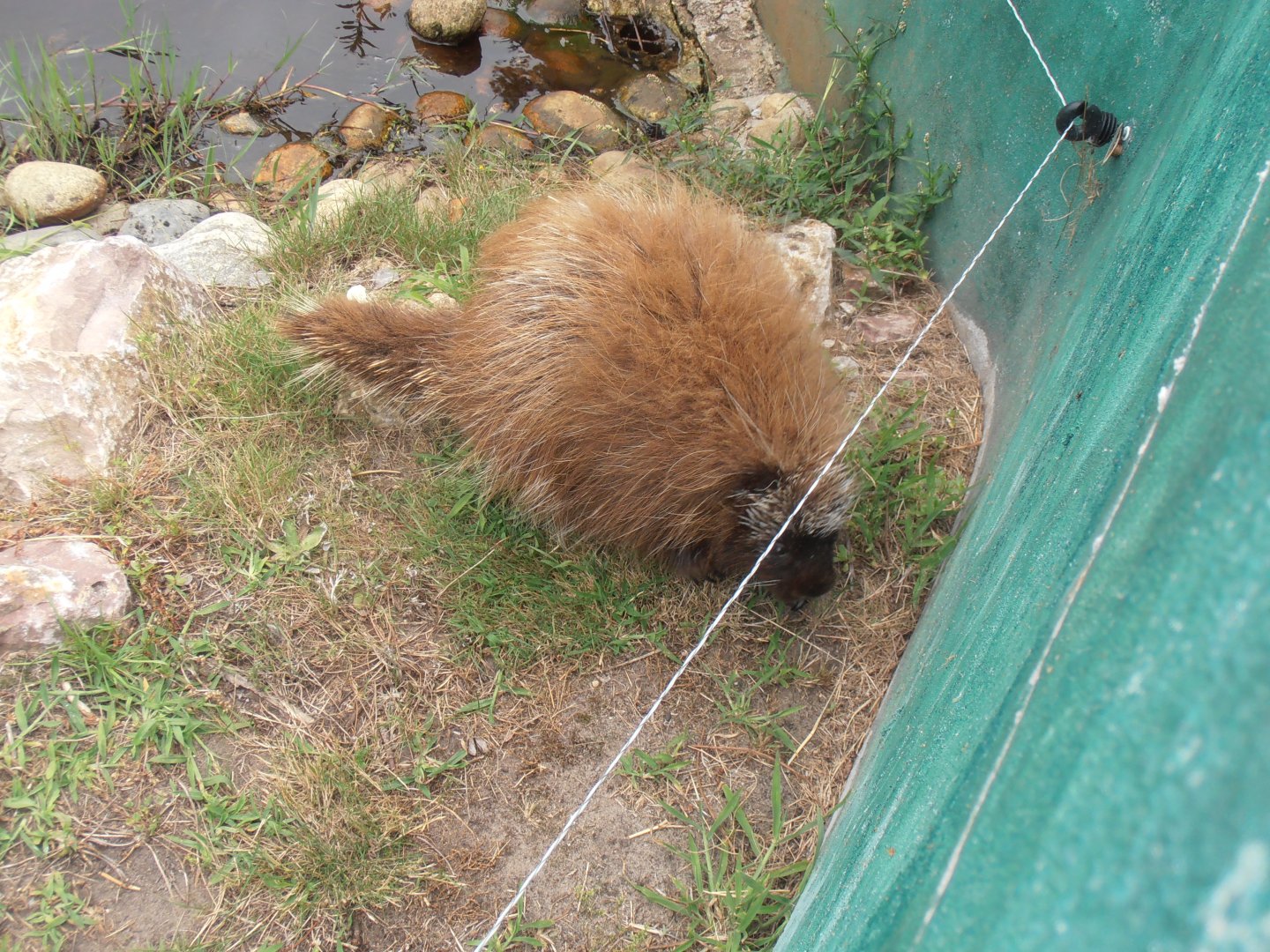 North american porcupine-Zoo Bassin D'Arcachon (2012)