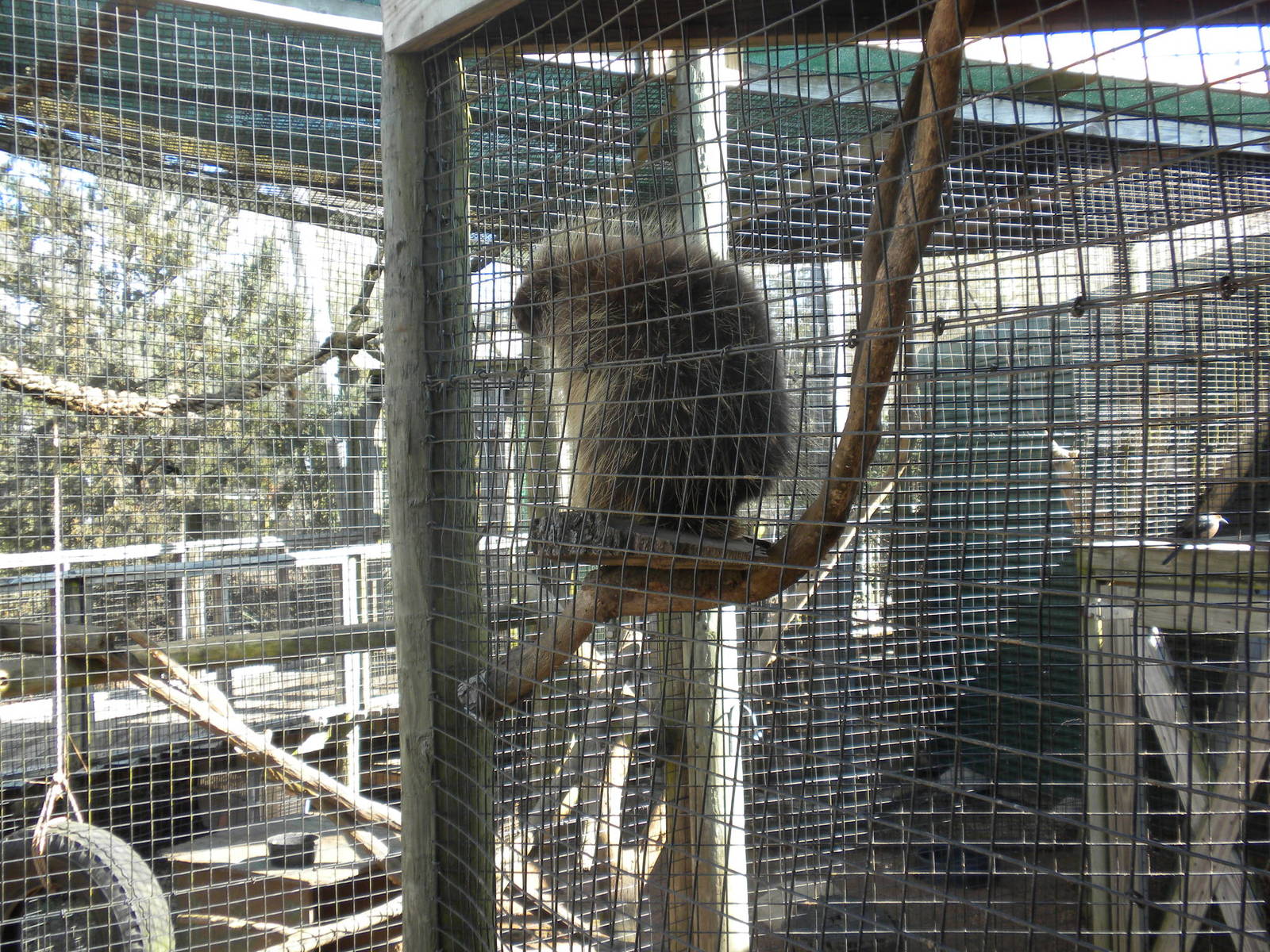 North American Porcupine