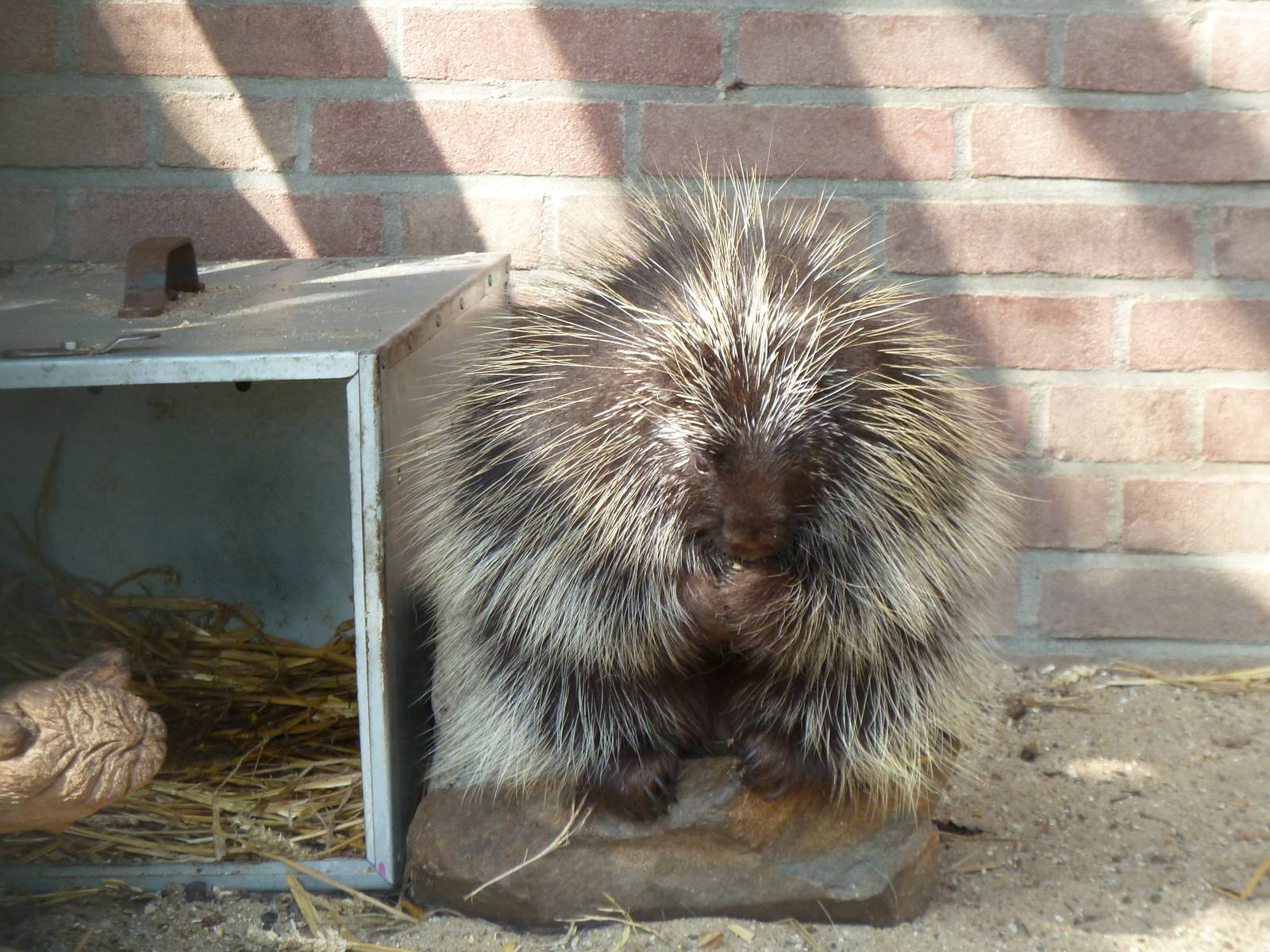 North american porcupine