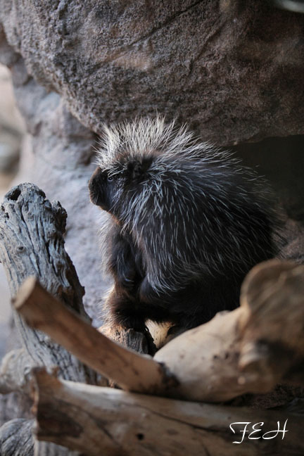 north american porcupine