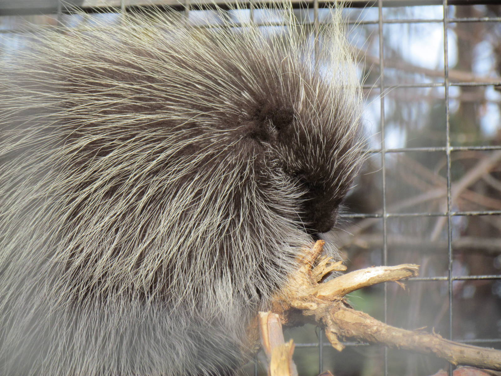 North American Porcupine