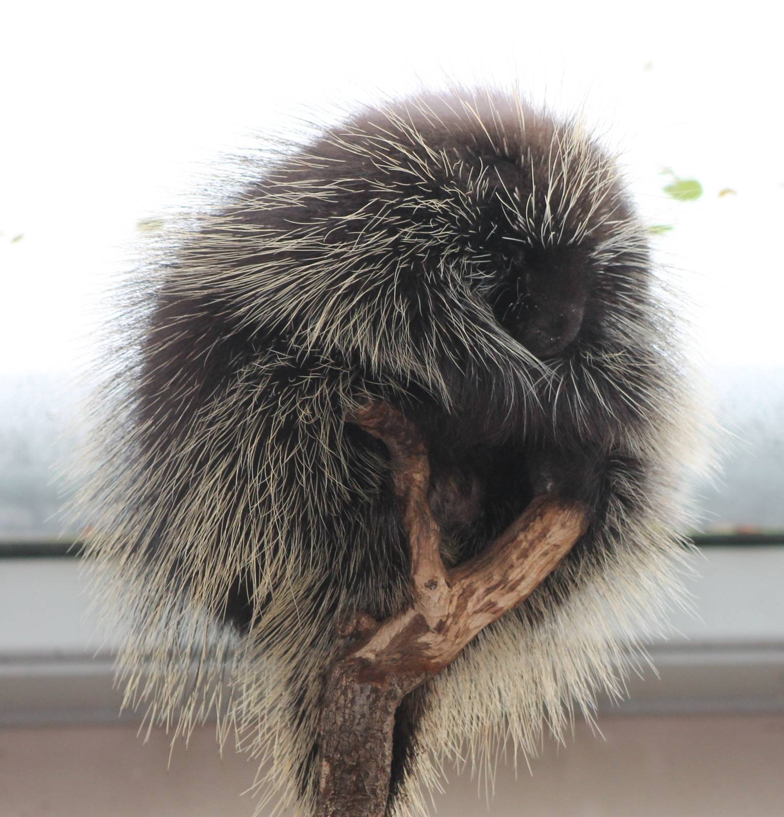 north american porcupine