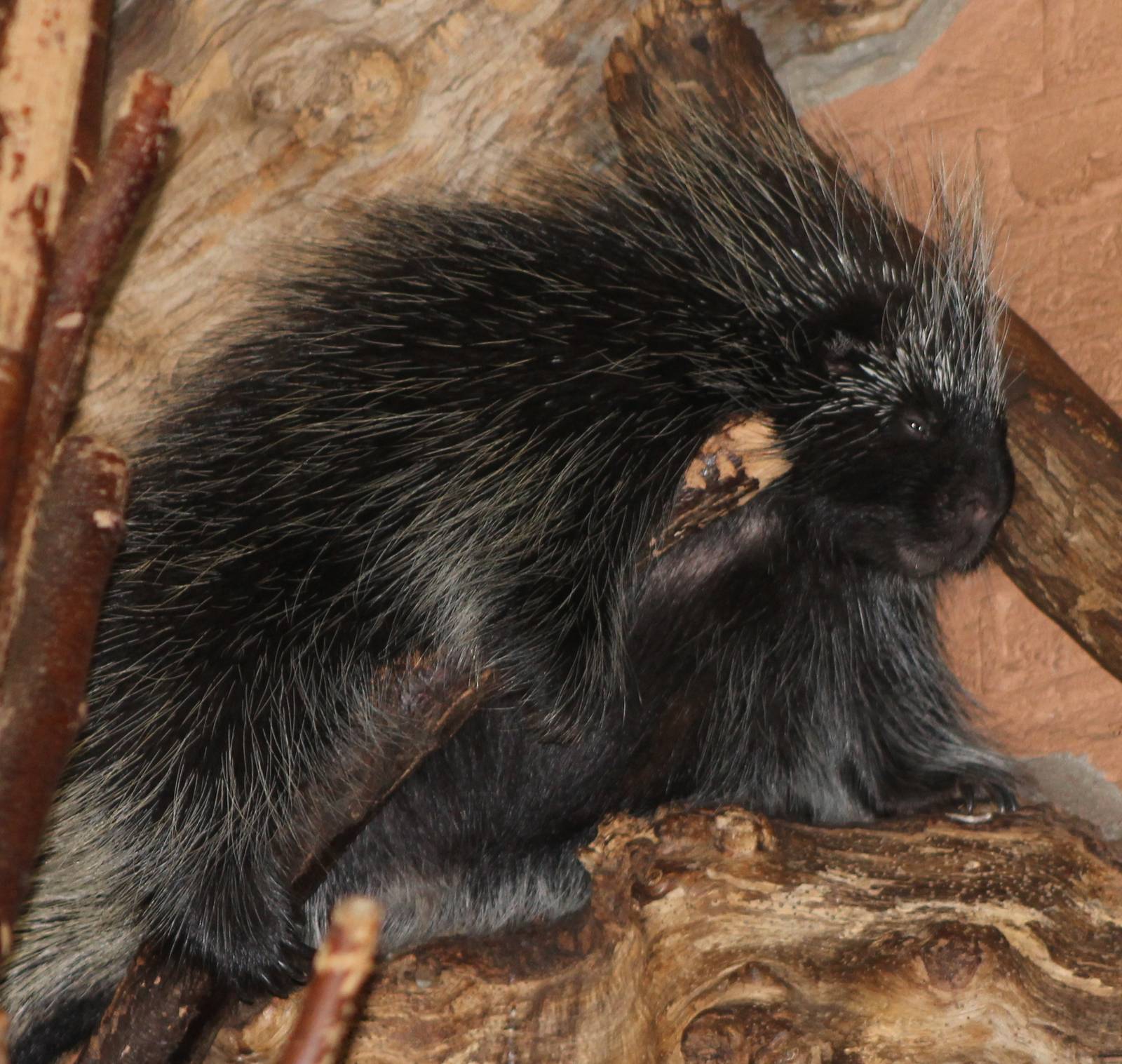 north american porcupine