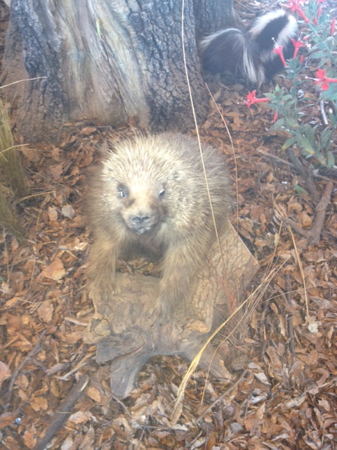 North American Porcupine
