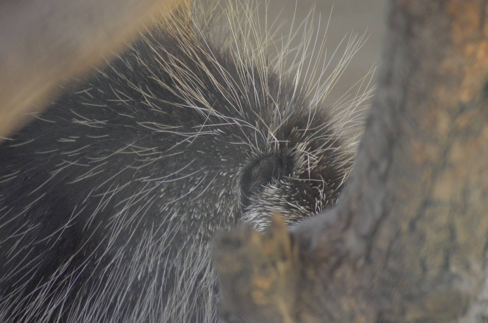 North American Porcupine