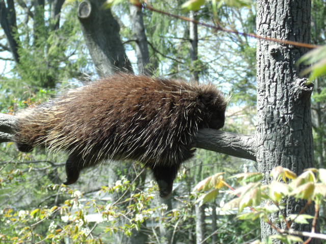 North American Porcupine