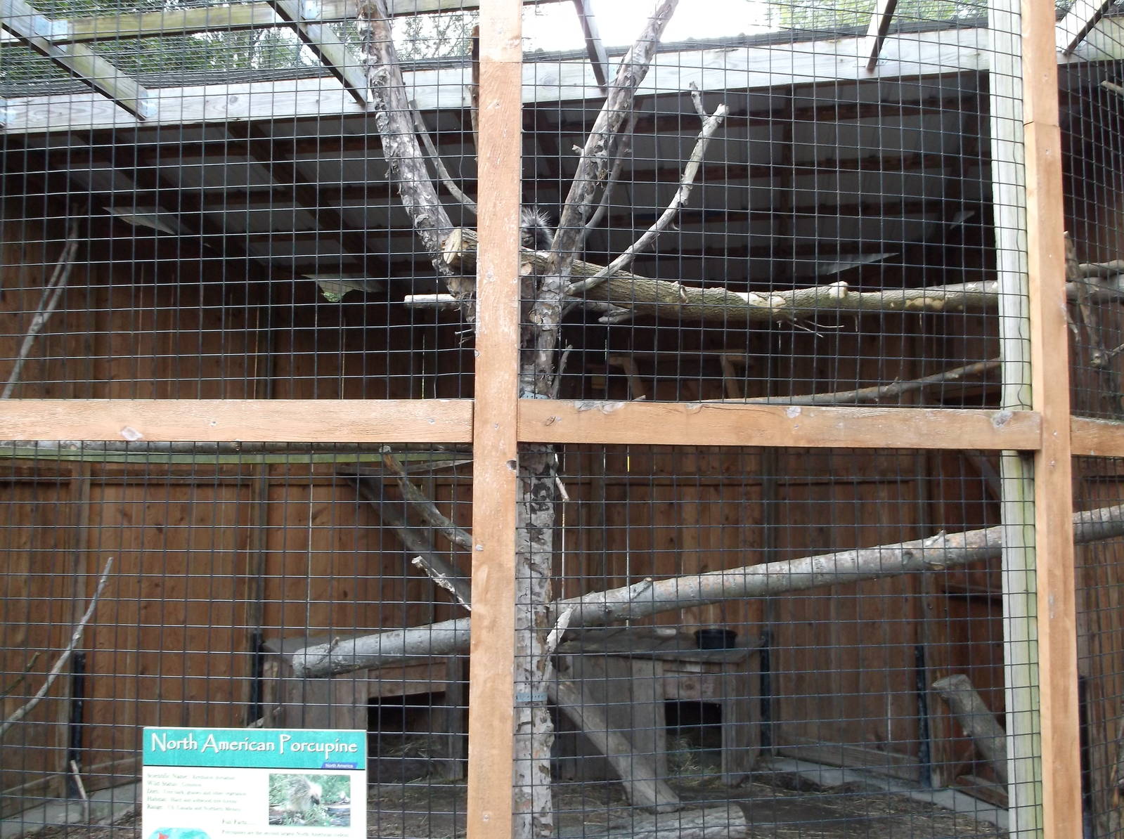 North American Porcupine