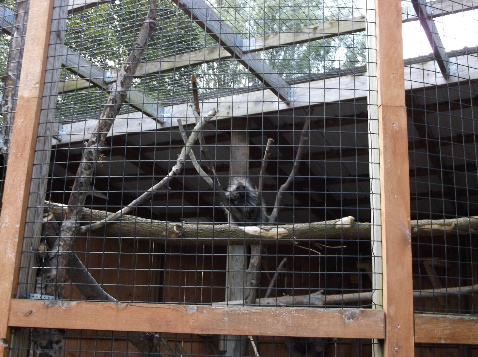 North American Porcupine