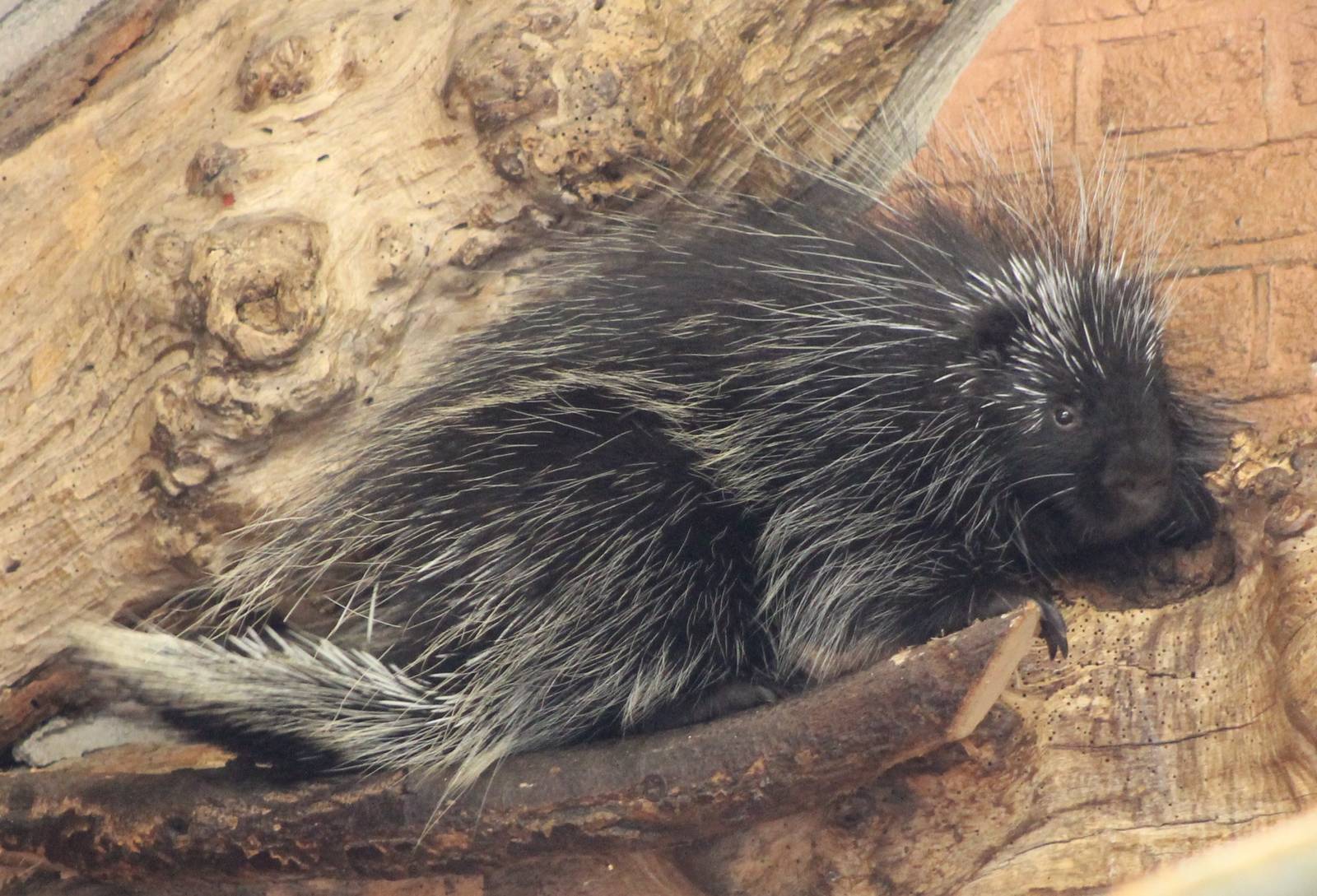 North american porcupine