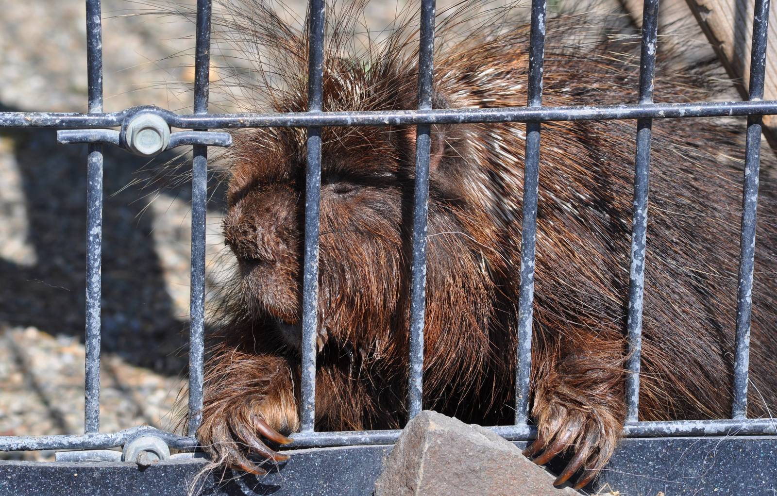 North American Porcupine
