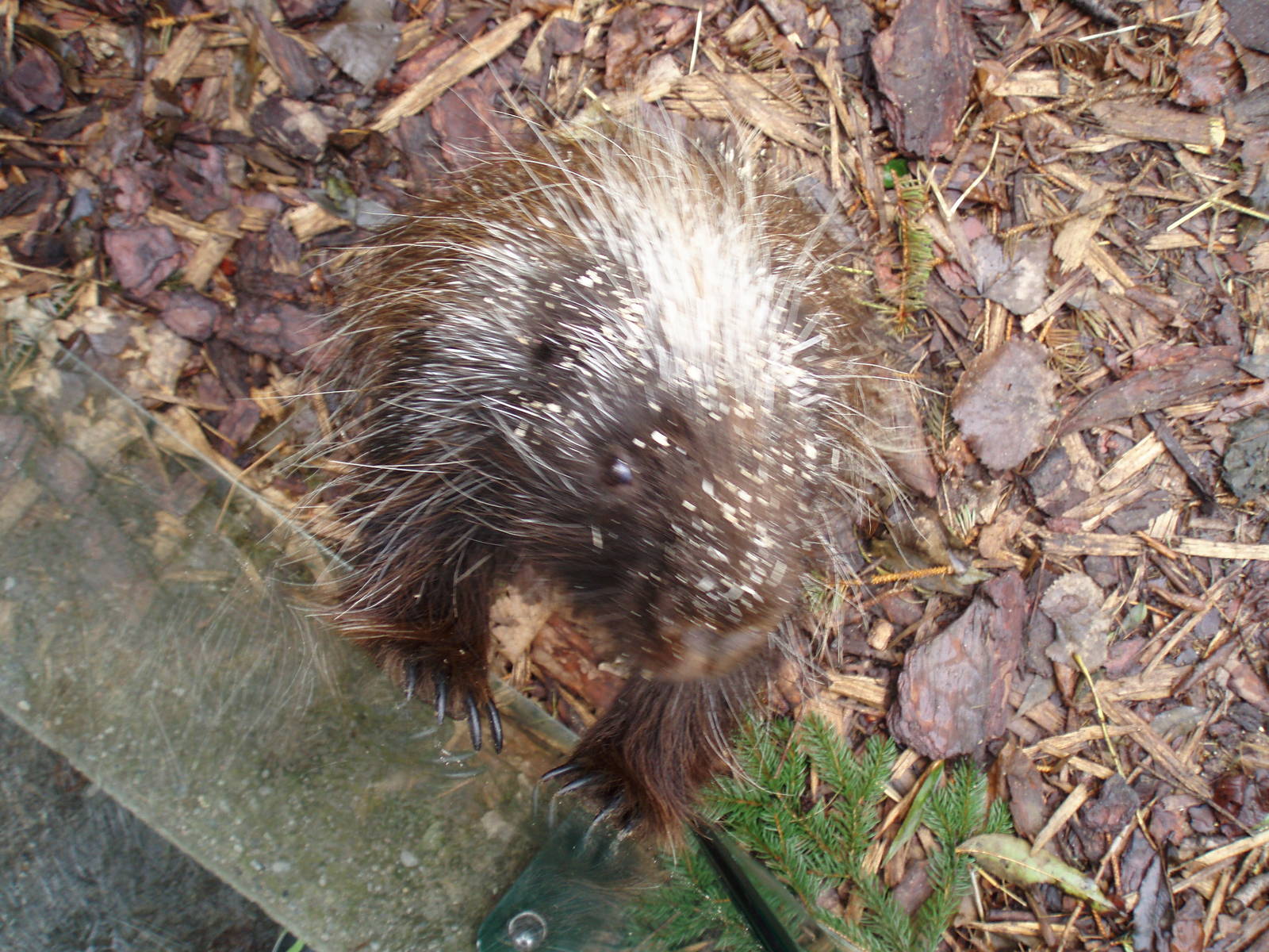 North American porcupine