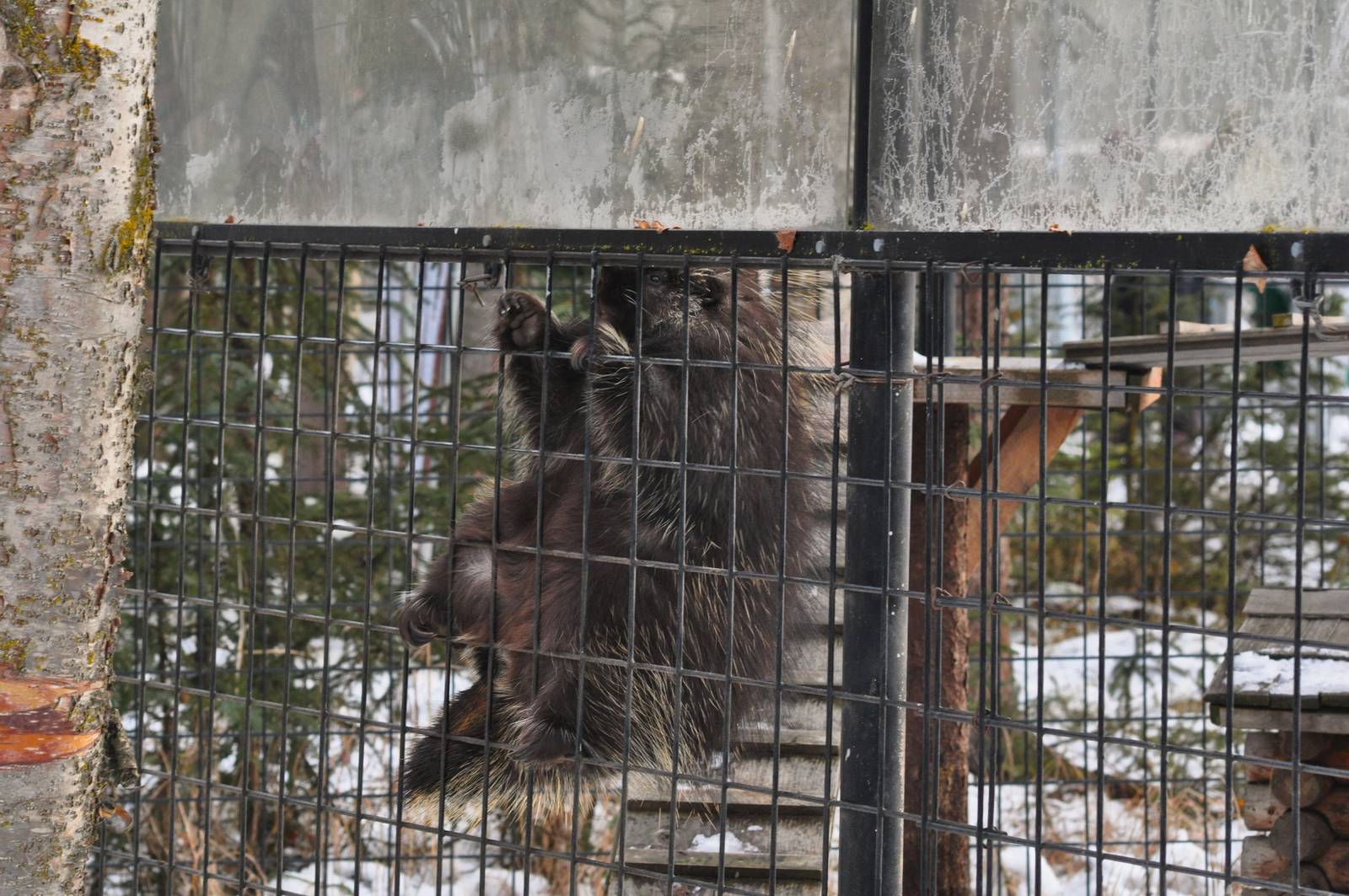 North American Porcupine