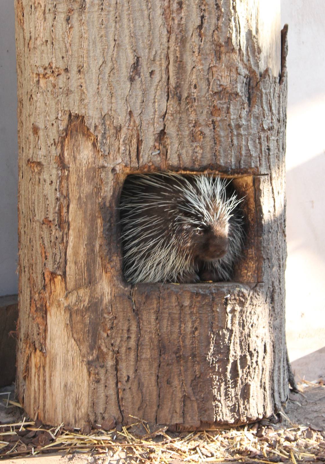 North American porcupine