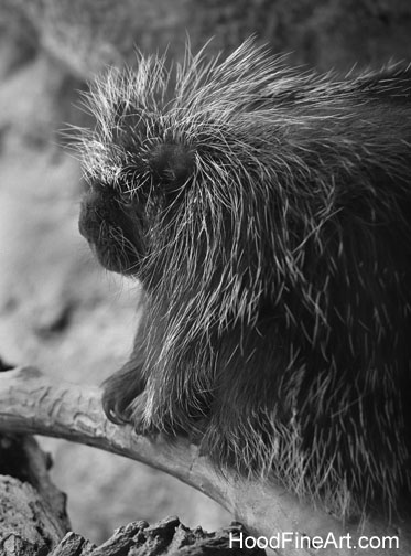 north american porcupine