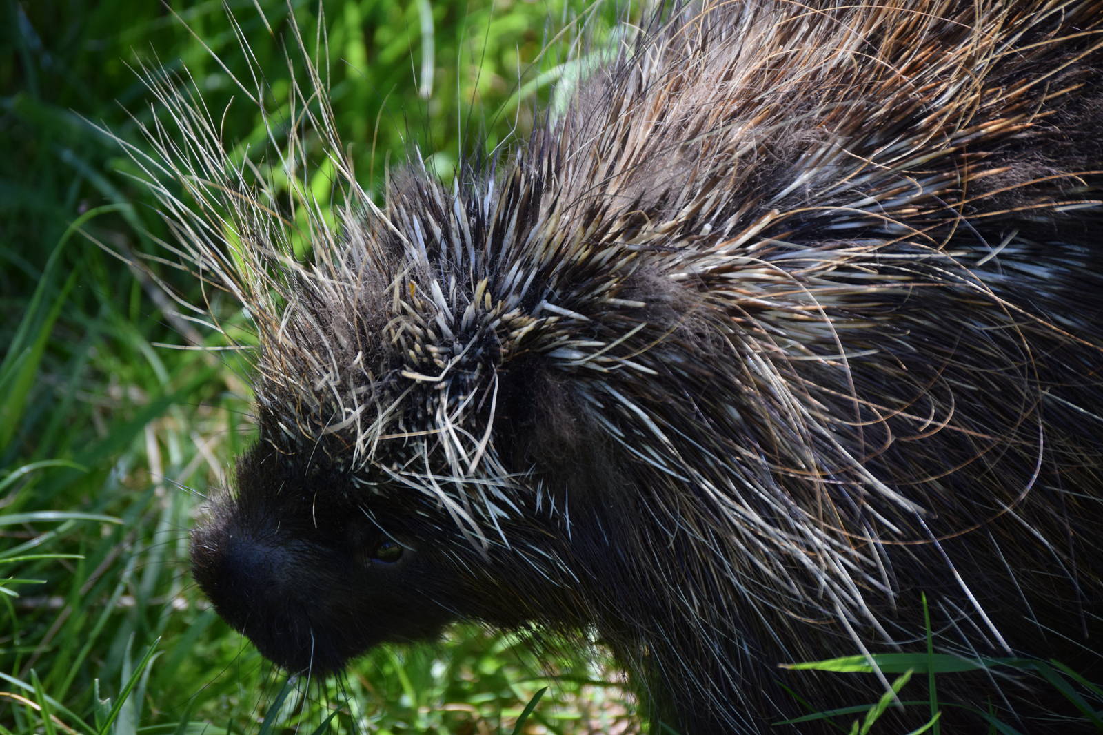 North American Porcupine
