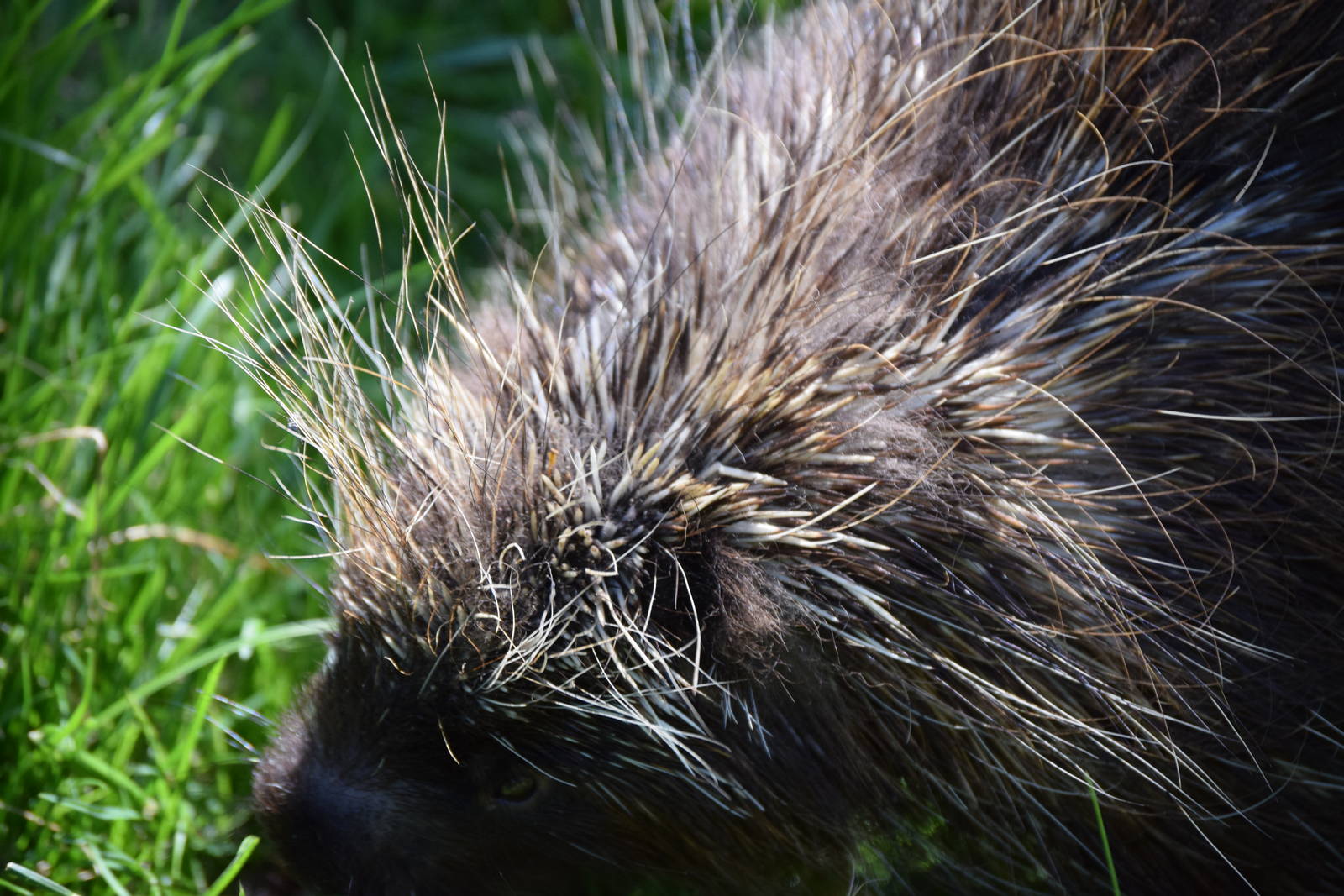 North American Porcupine