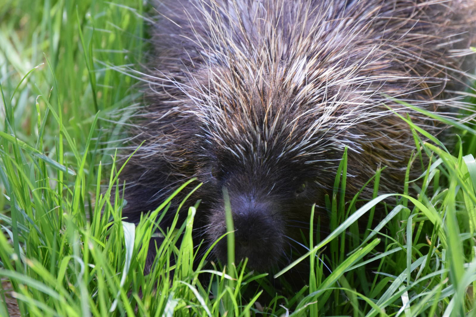North American Porcupine
