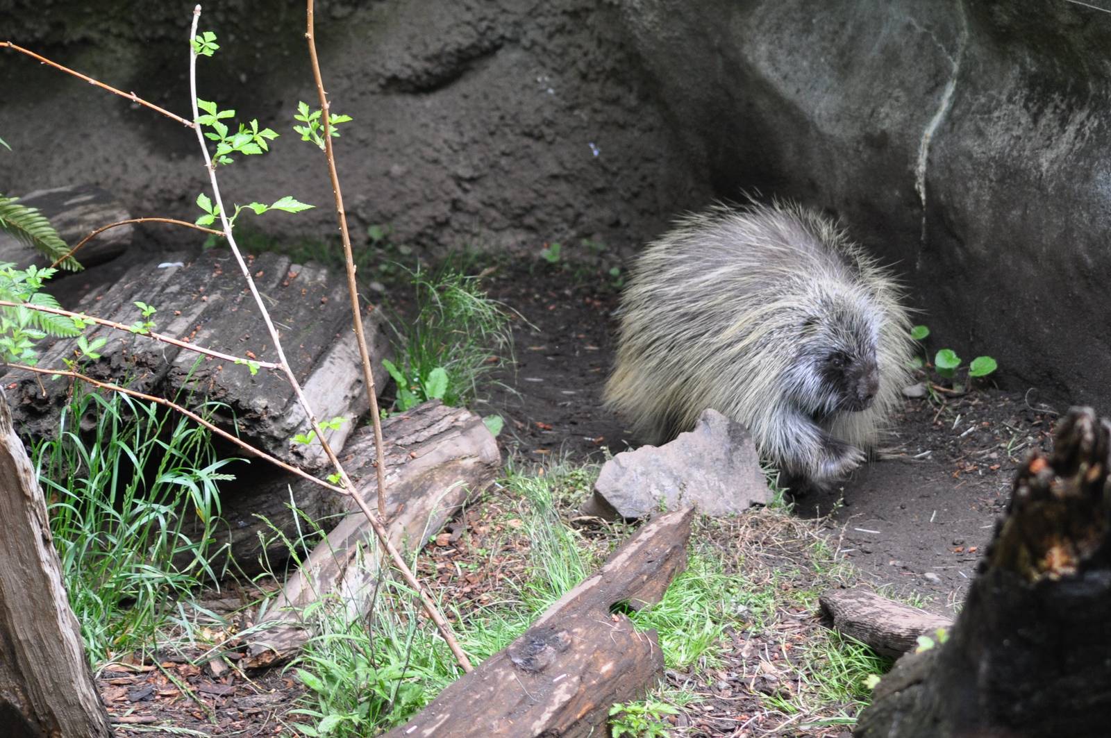 North American Porcupine