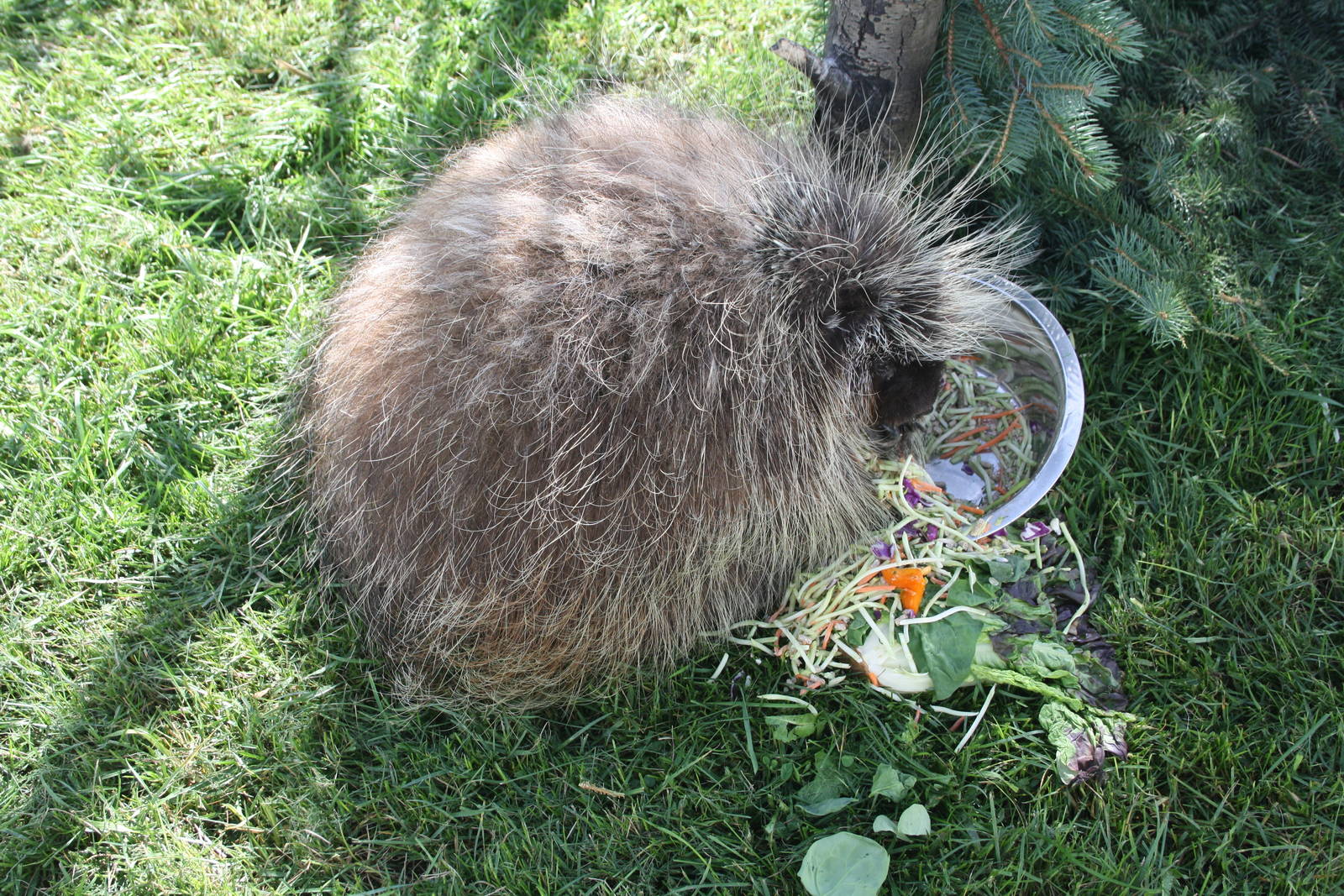 North American Porcupine