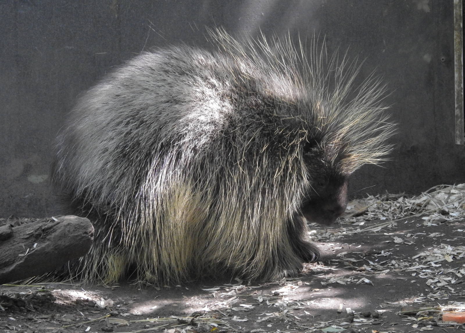 North American Porcupine