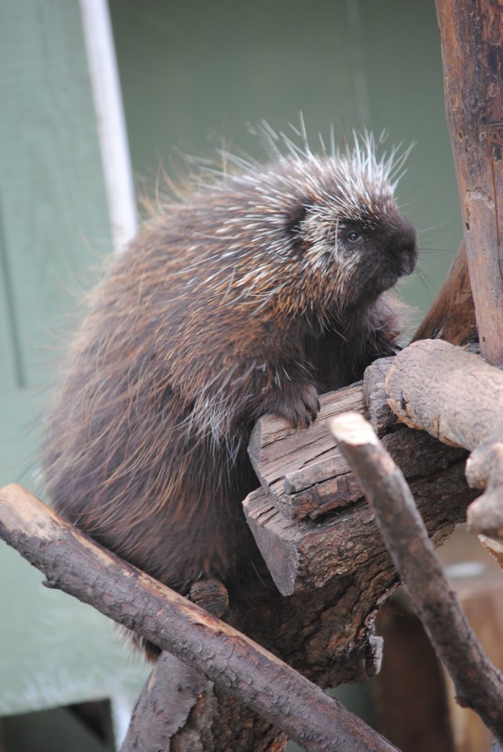 North American Porcupine