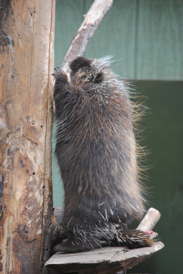 North American Porcupine