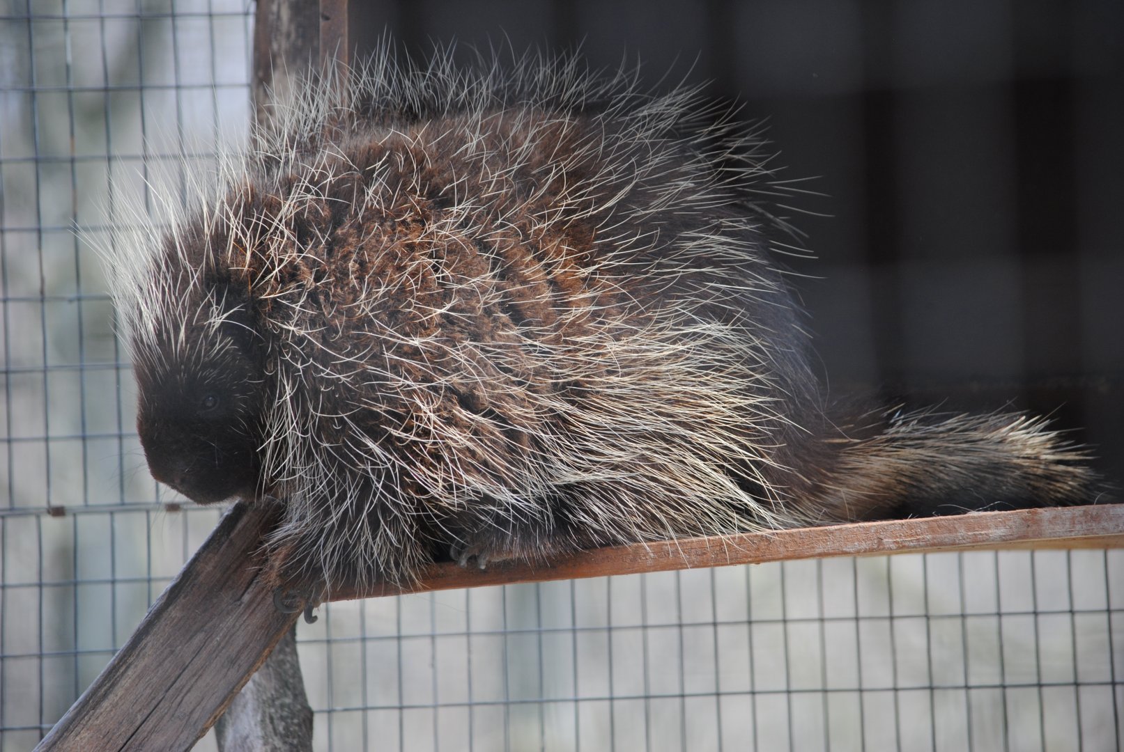 North American Porcupine